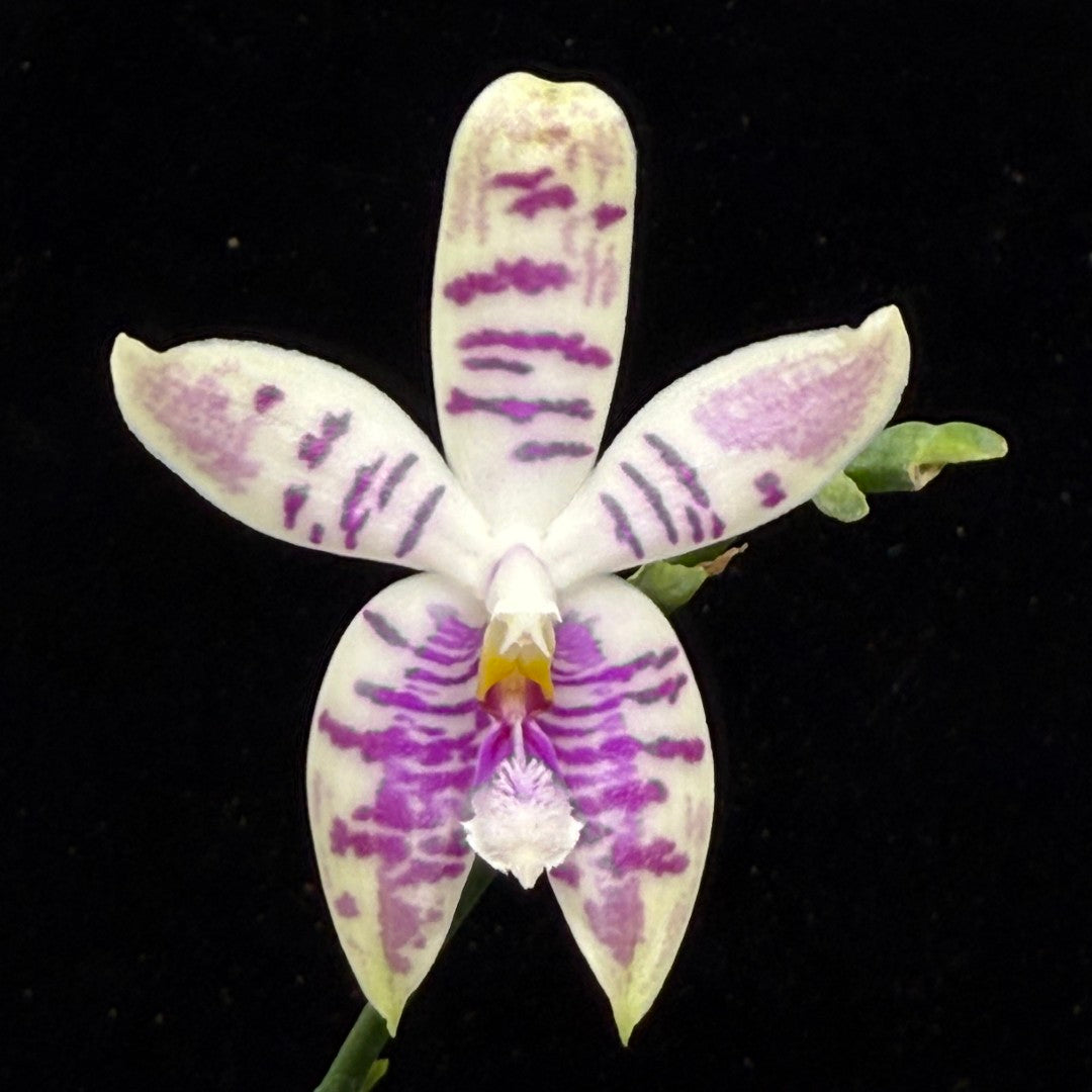 Phalaenopsis SWR Wild Champagne 'Cheers' 250901