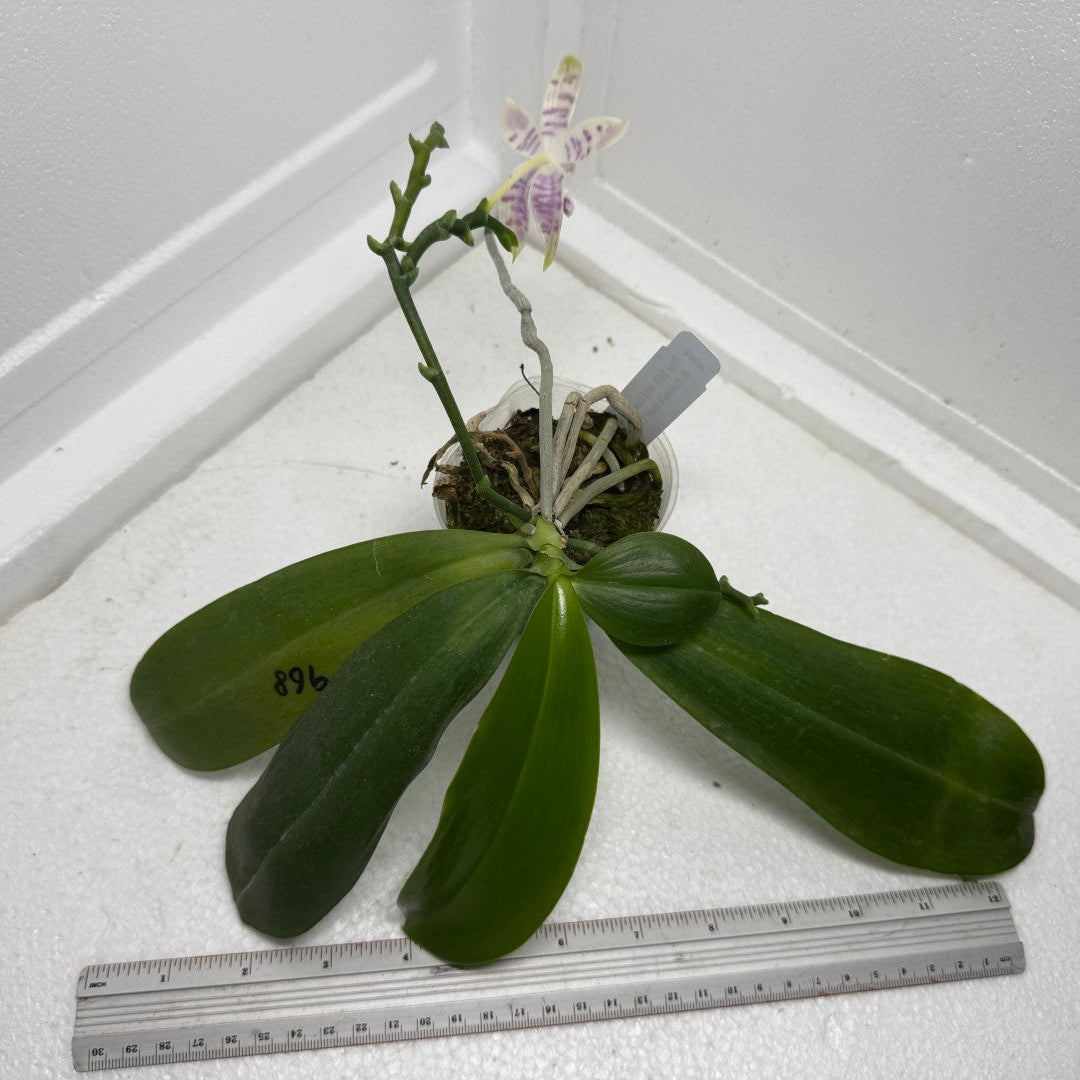Phalaenopsis SWR Wild Champagne 'Cheers' 250901