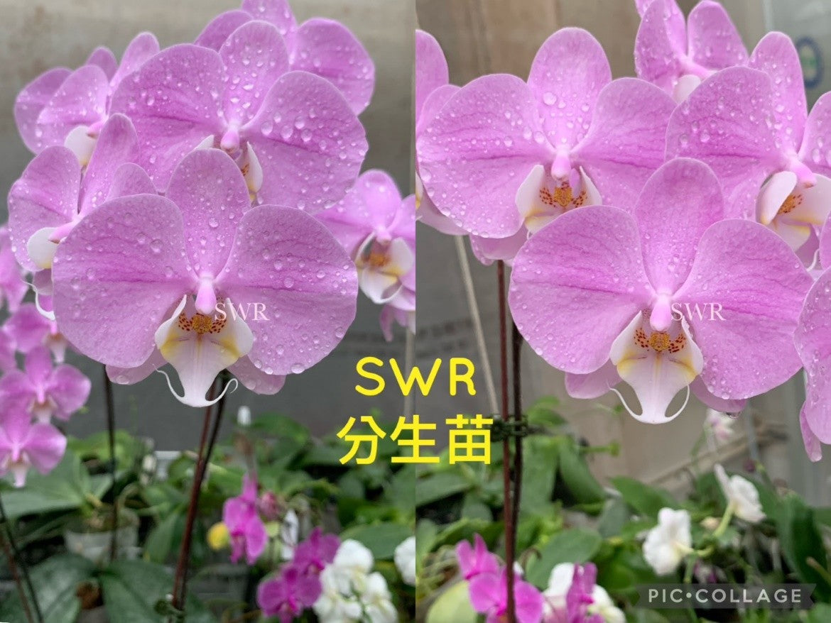 Phalaenopsis Grand Conde 'M973' (clone)
