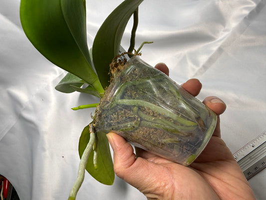 Phalaenopsis Mituo Sunrise 'Mituo #1' 251124 Spiking