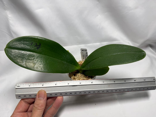 Phalaenopsis Mituo Sunrise 'Mituo #1'