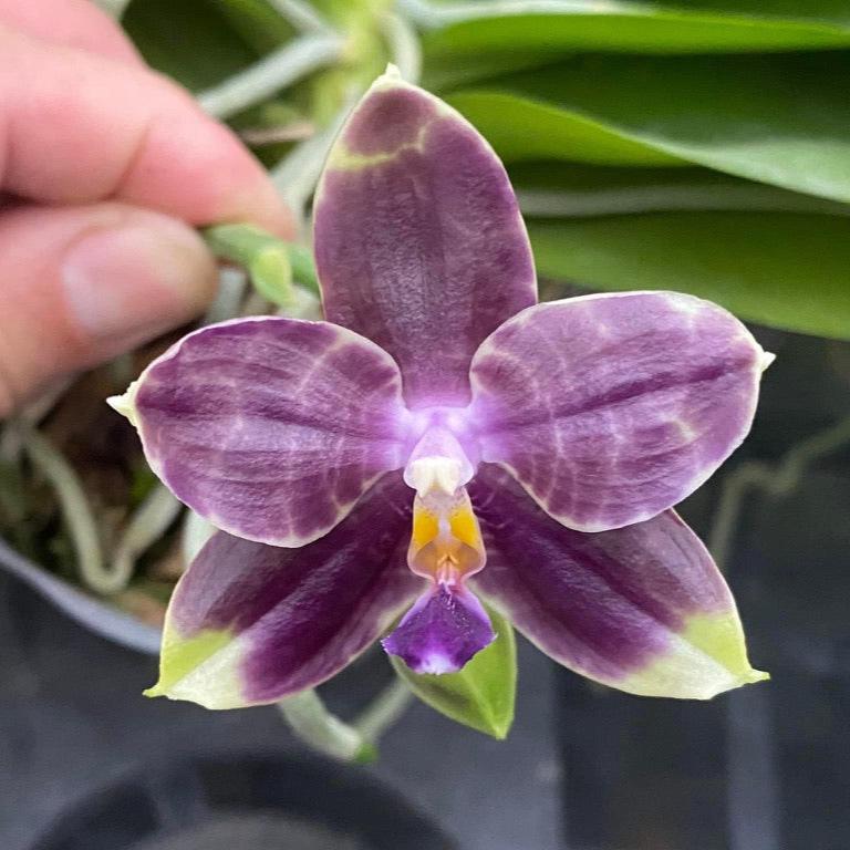 Phalaenopsis Mituo Purple Dragon 'Blue Python' – Big Leaf