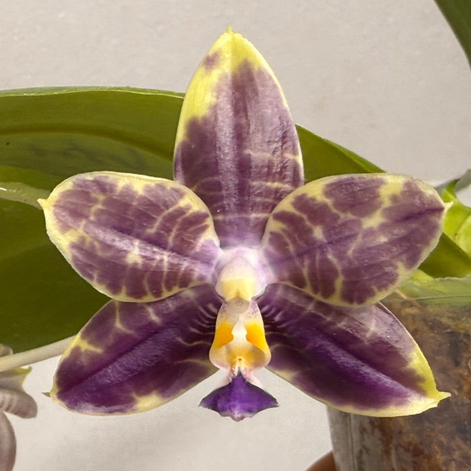 Phalaenopsis Mituo Purple Dragon 'Blue Python' 250824 Flowering