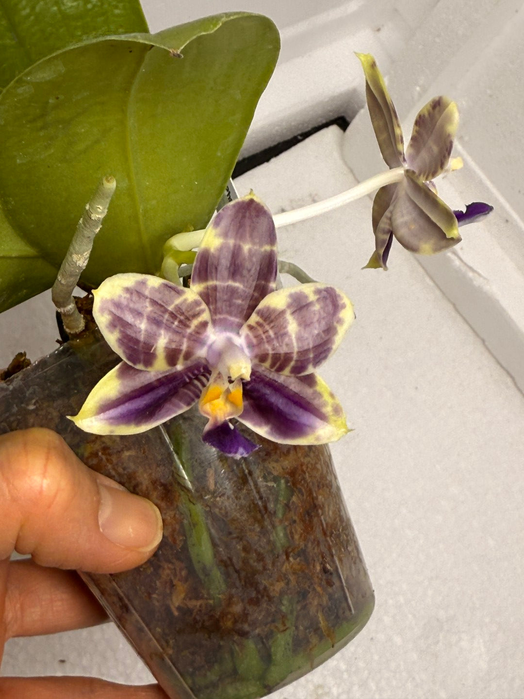 Phalaenopsis Mituo Purple Dragon 'Blue Python' 250824 Flowering