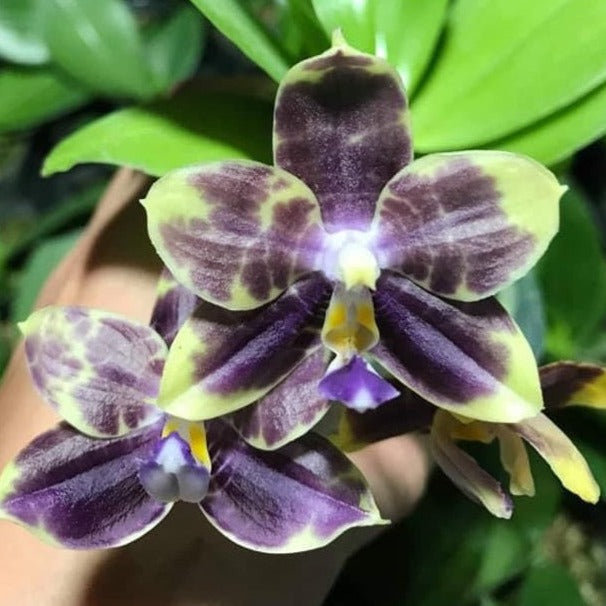 Phalaenopsis Mituo Purple Dragon 'Blue Python' 230810 Flowering