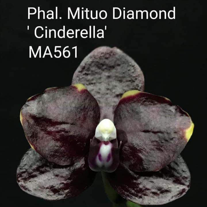 Phalaenopsis Mituo Diamond 'Cinderella'