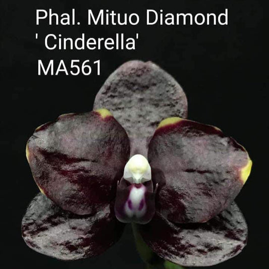 Phalaenopsis Mituo Diamond 'Cinderella'