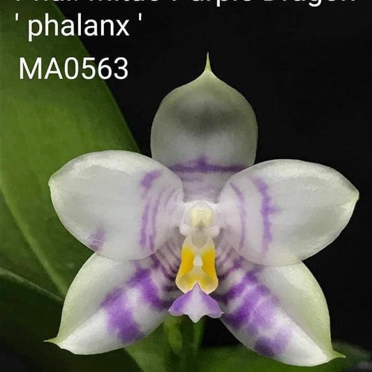 Phalaenopsis Mituo Purple Dragon 'Phalanx' AM/AOS 240518 Spiking x 2