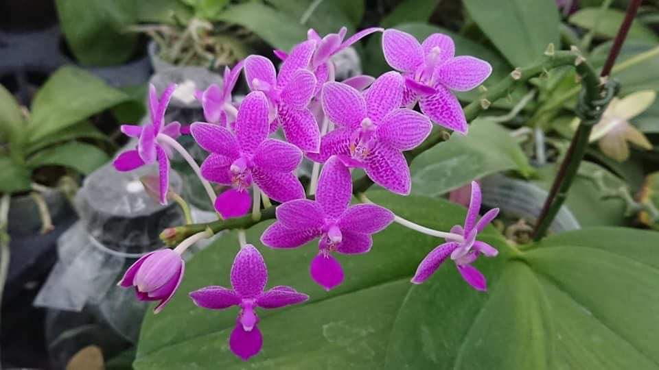 Phalaenopsis LD Equeen 'Mituo' Variegated leaves