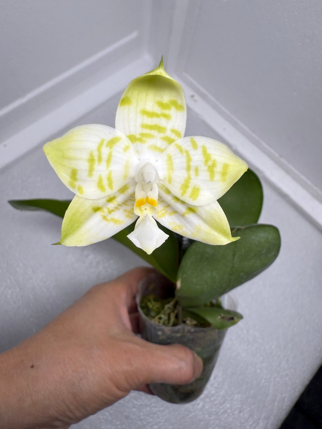 Phalaenopsis Mituo Golden Tiger 'TTT' 250904 Flowering