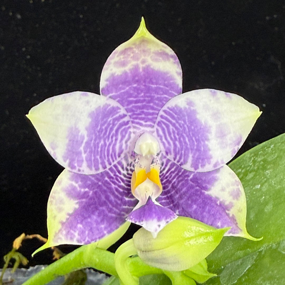 Phalaenopsis Mituo 24 Solar Terms 'Totoro' 250829 Flowering