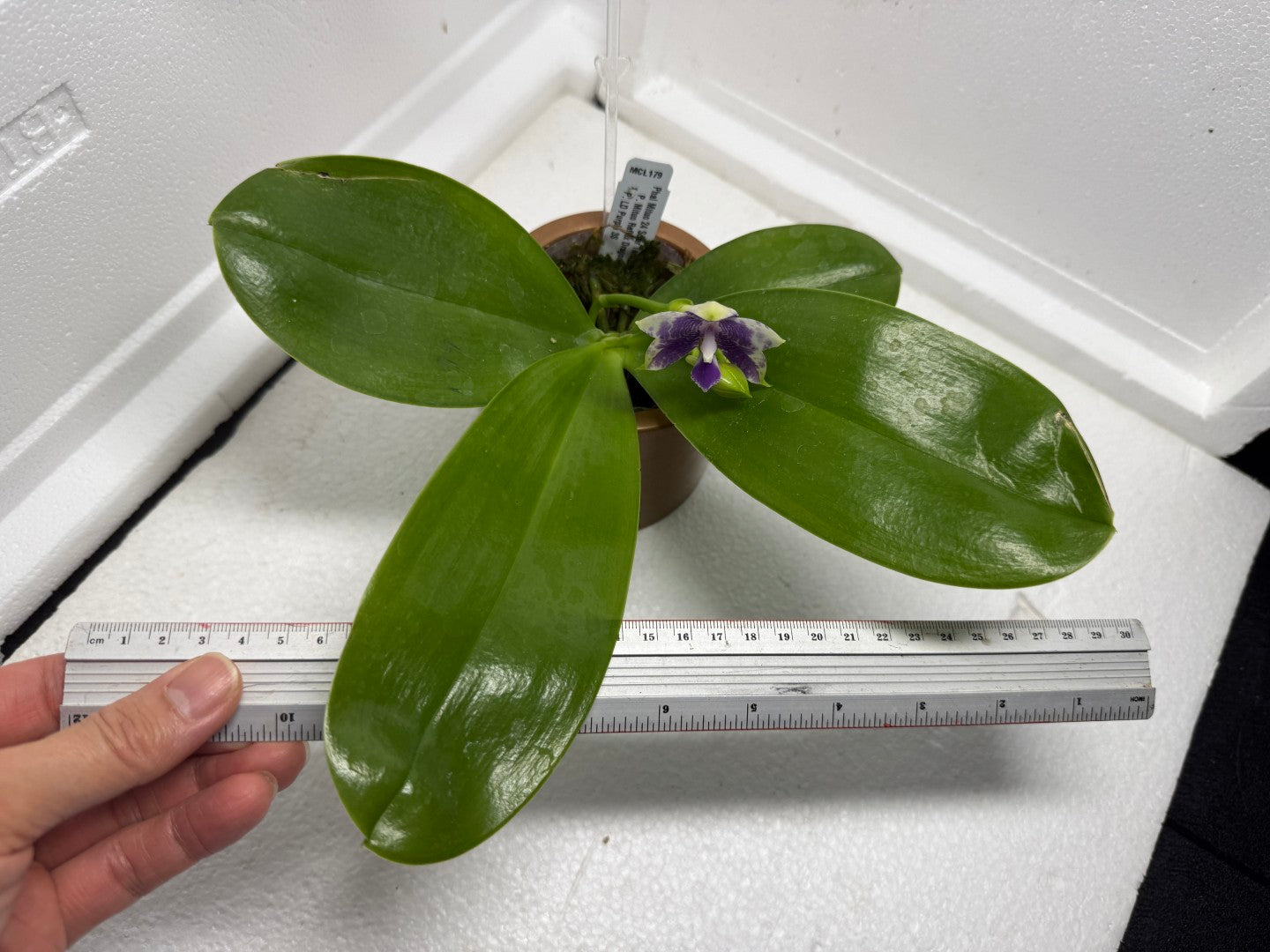 Phalaenopsis Mituo 24 Solar Terms 'Totoro' 250829 Flowering