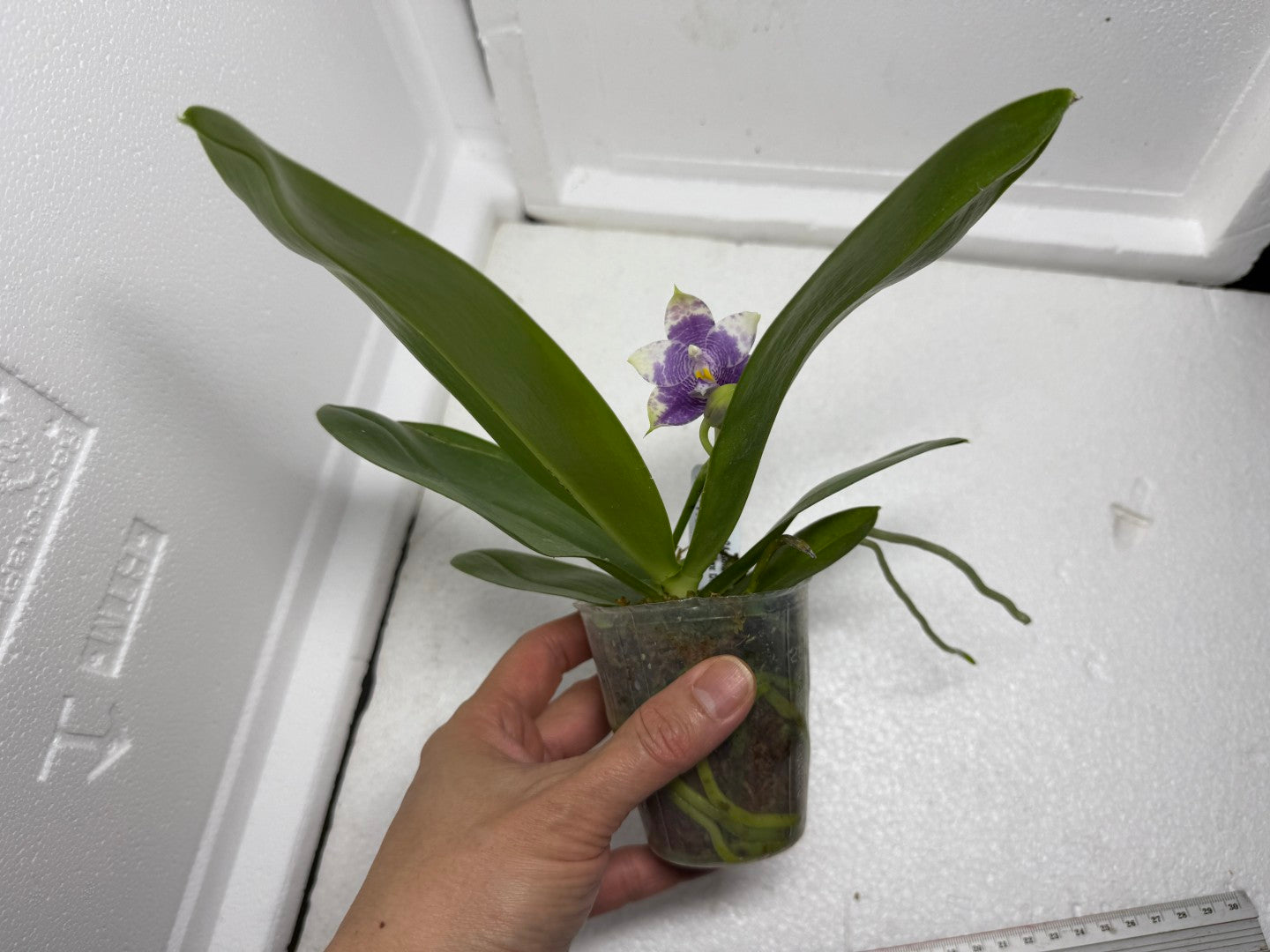Phalaenopsis Mituo 24 Solar Terms 'Totoro' 250829 Flowering