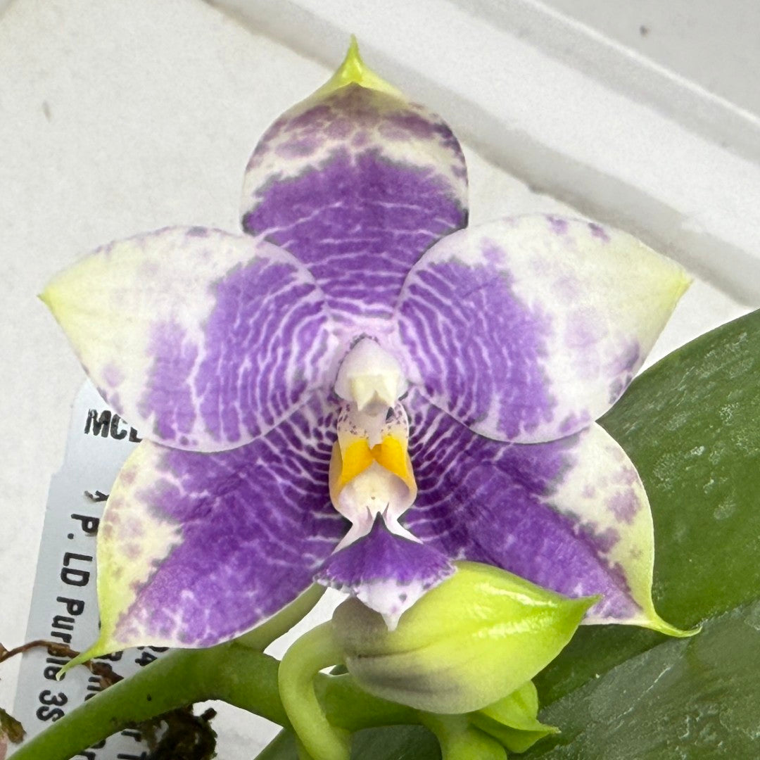 Phalaenopsis Mituo 24 Solar Terms 'Totoro' Budding
