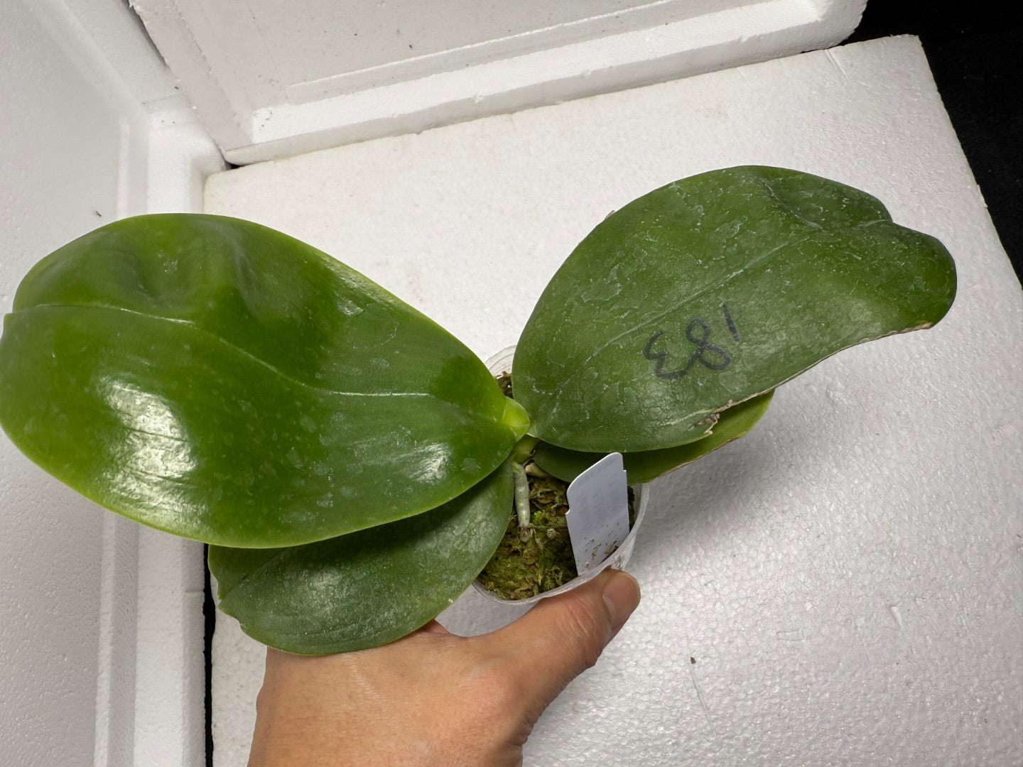 Phalaenopsis Mituo Purple Dragon 'Meteroic Iron' 250829 Spiking