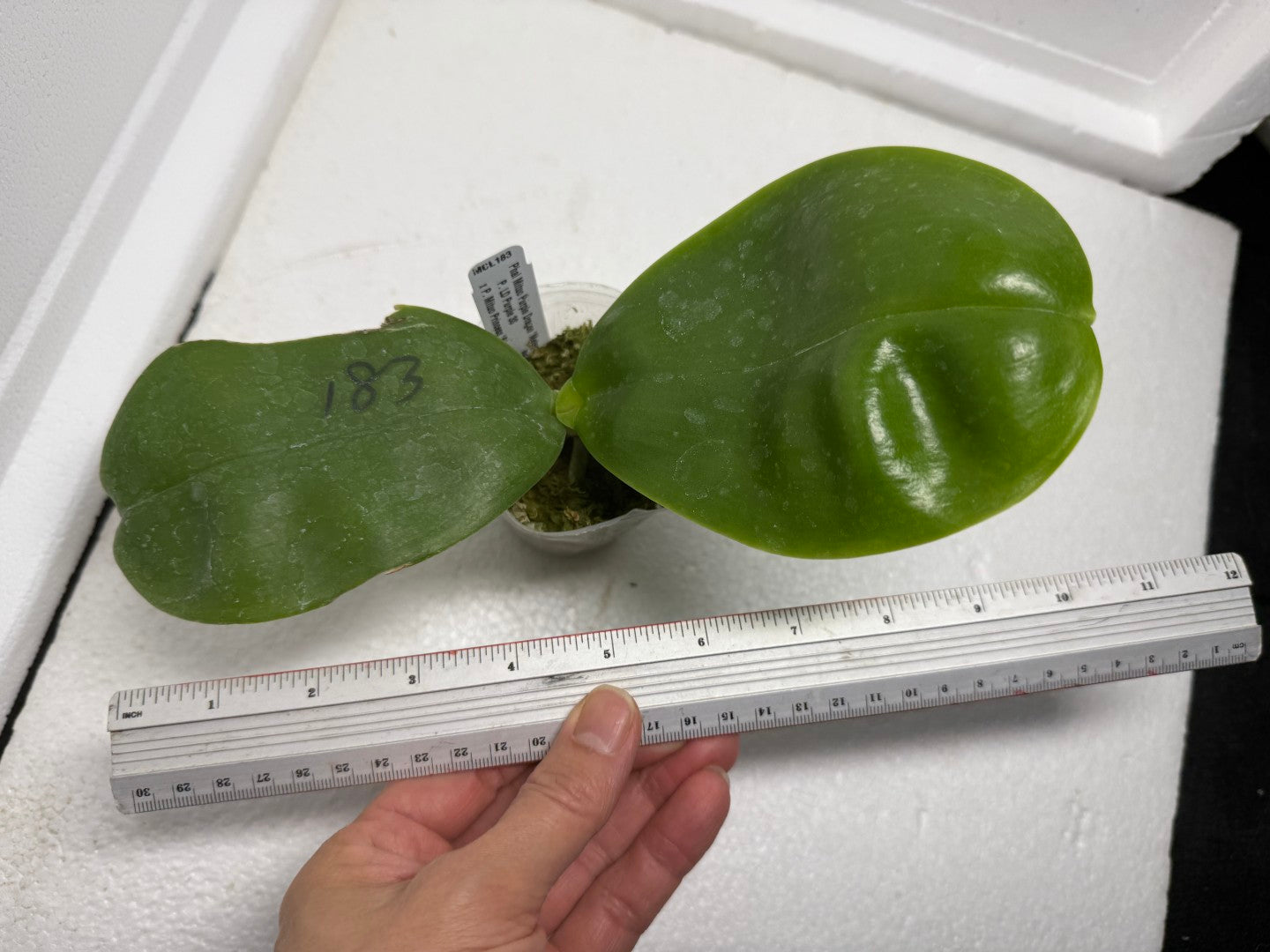 Phalaenopsis Mituo Purple Dragon 'Meteroic Iron' 250829 Spiking