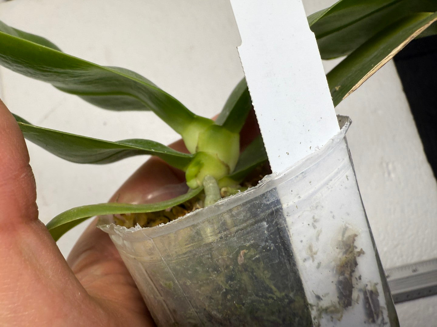 Phalaenopsis Mituo Purple Dragon 'Meteroic Iron' 250829 Spiking