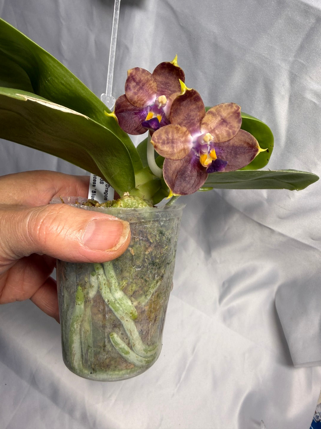 Phalaenopsis Mituo Purple Dragon 'Meteroic Iron' 260531 Flowering