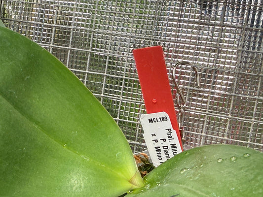 Phalaenopsis Mituo Reflex DD 'Dark Jade' 260314 Flowering