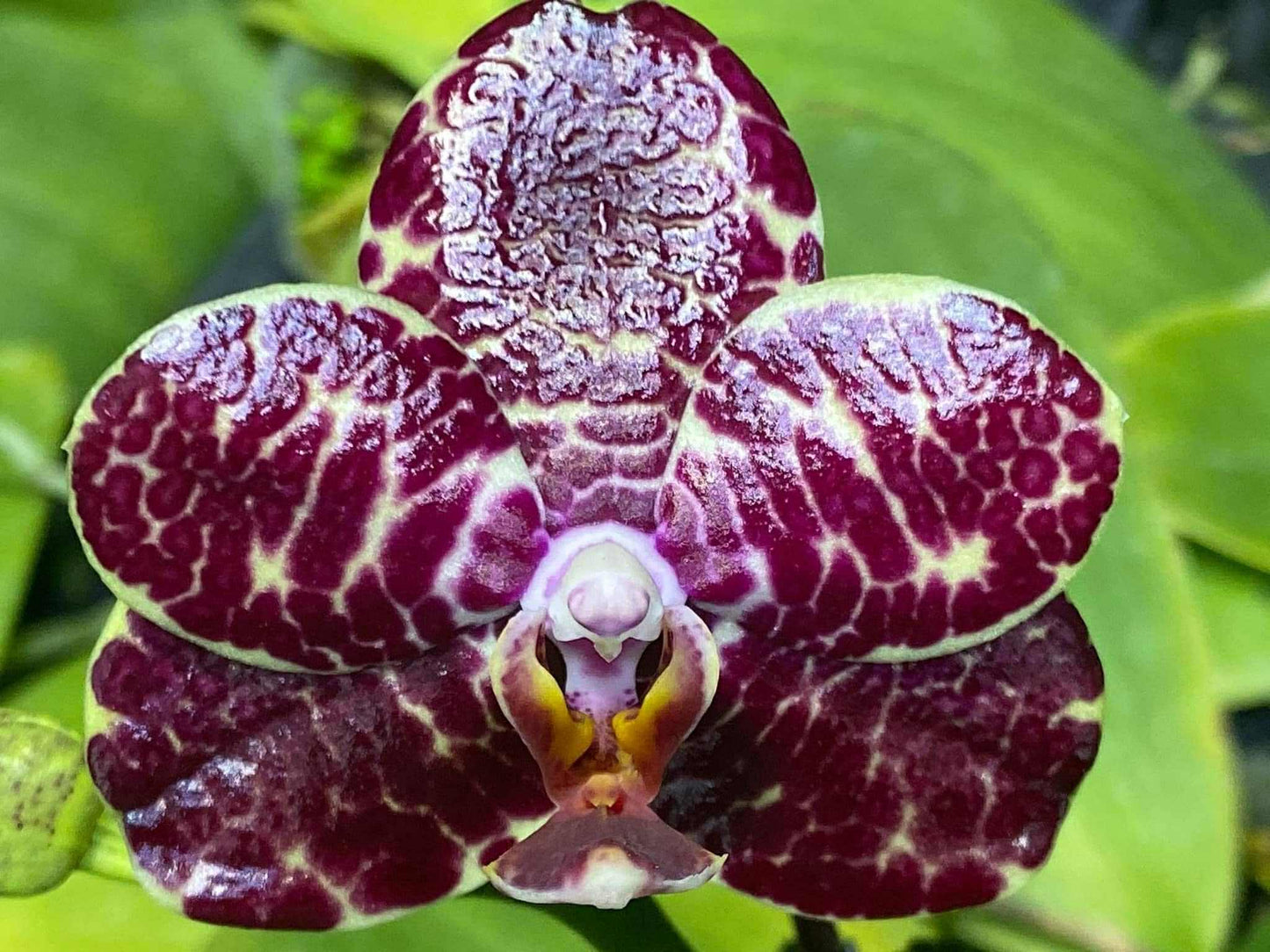 Phalaenopsis Mituo Silver Lining 'Blastoise'