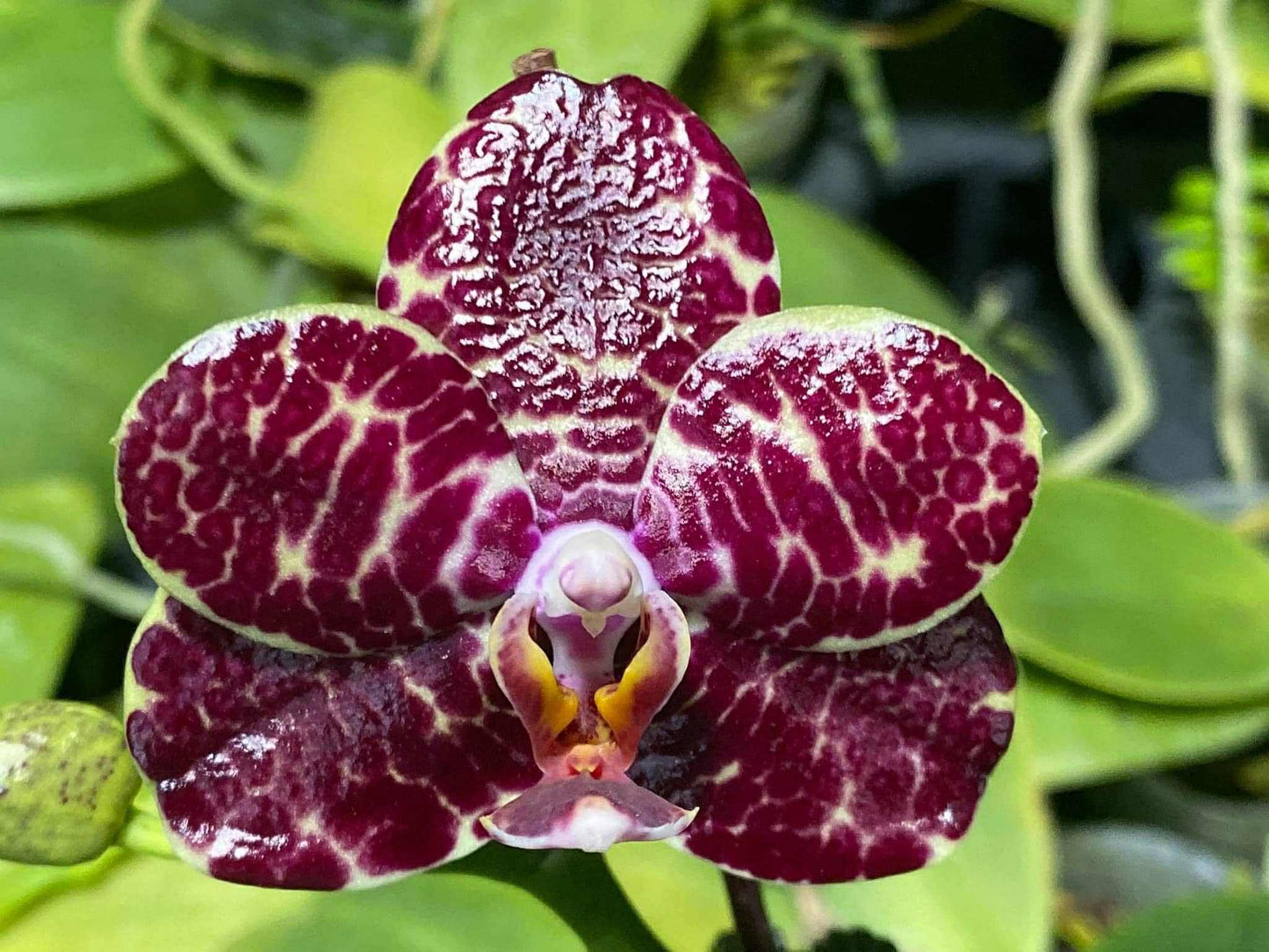 Phalaenopsis Mituo Silver Lining 'Blastoise'