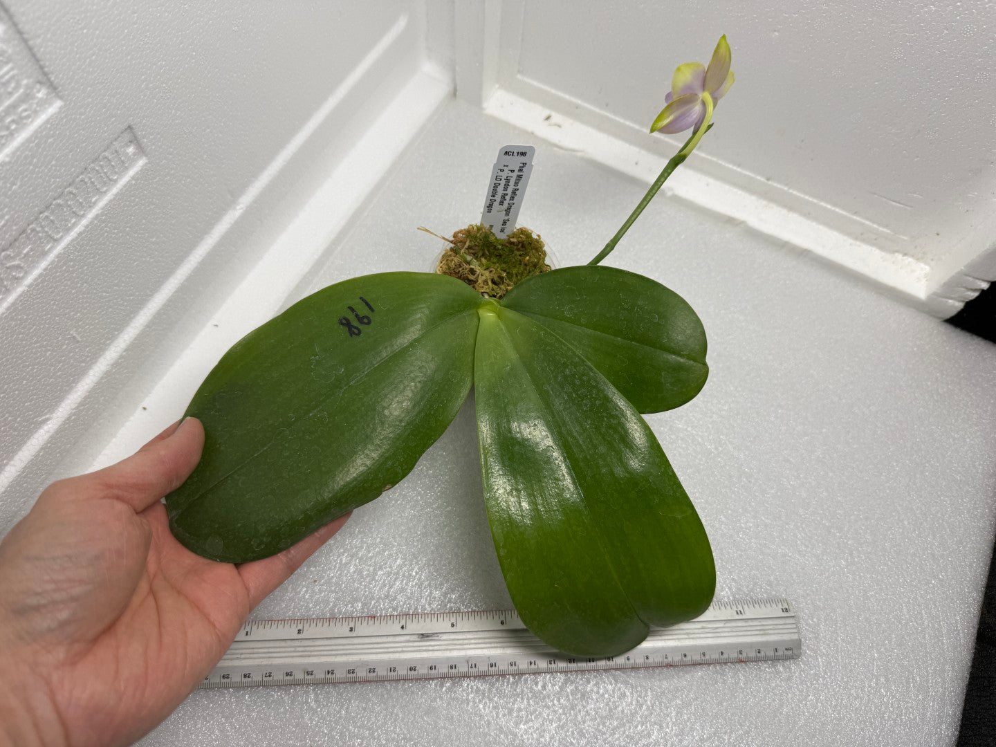 Phalaenopsis Mituo Reflex Dragon 'Sea Ice' 250904 Flowering