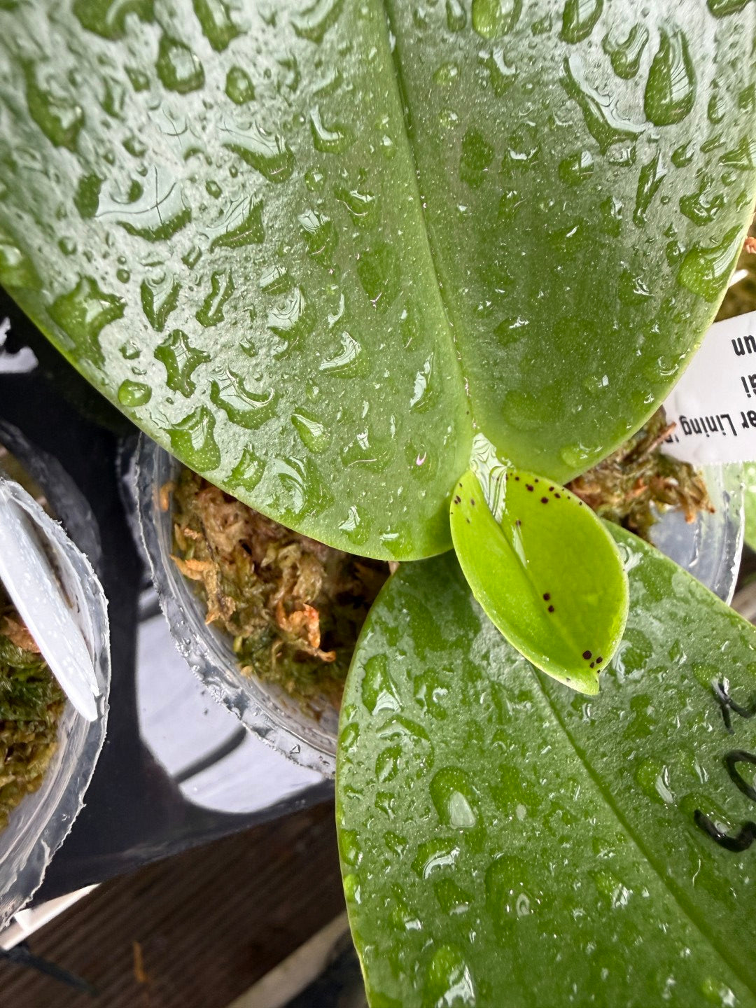 Phalaenopsis Mituo Silver Lining 'Platinum Ruby' Spiking