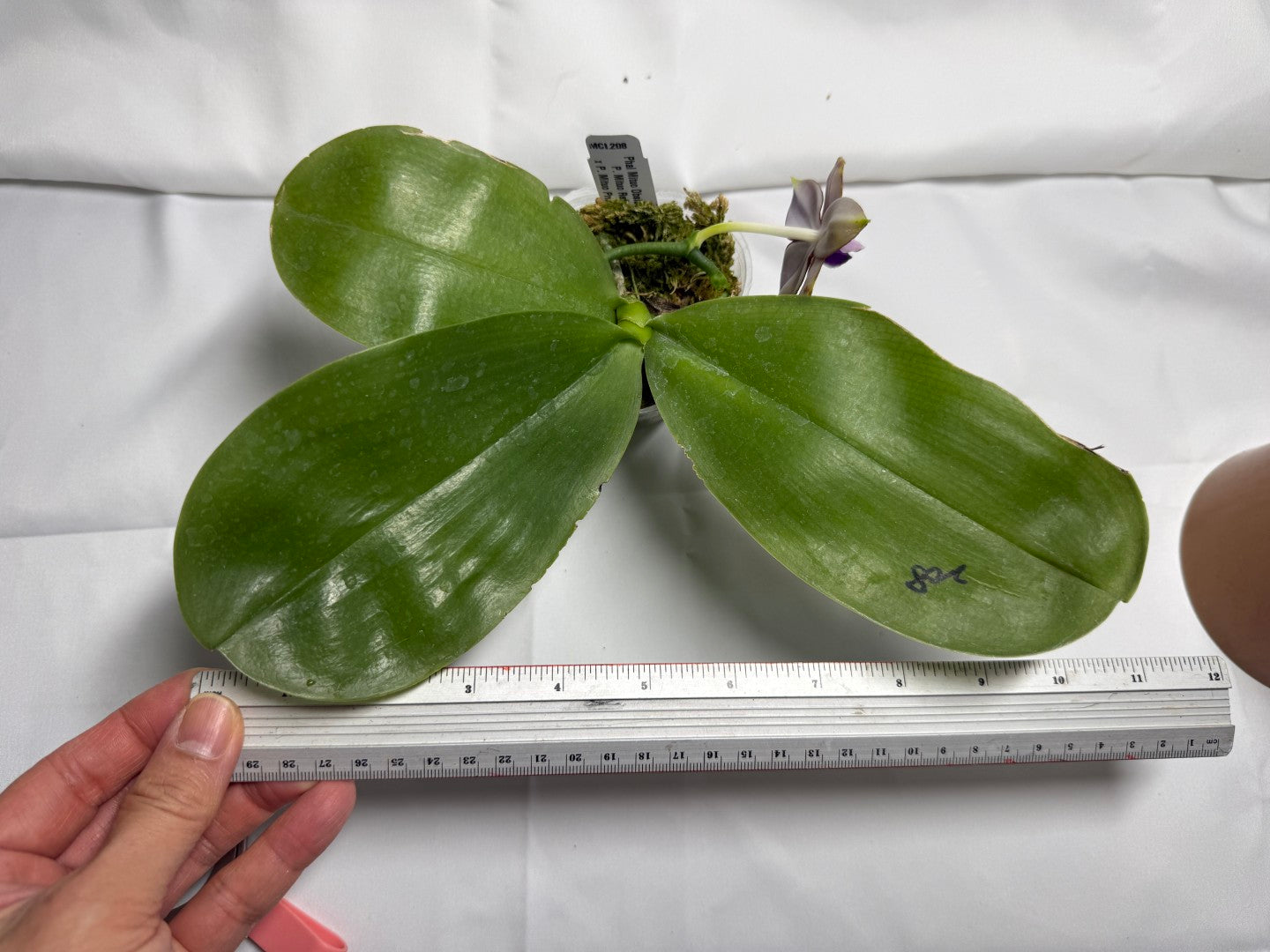 Phalaenopsis Mituo Obsidian 'Pluto' 251114 Flowering