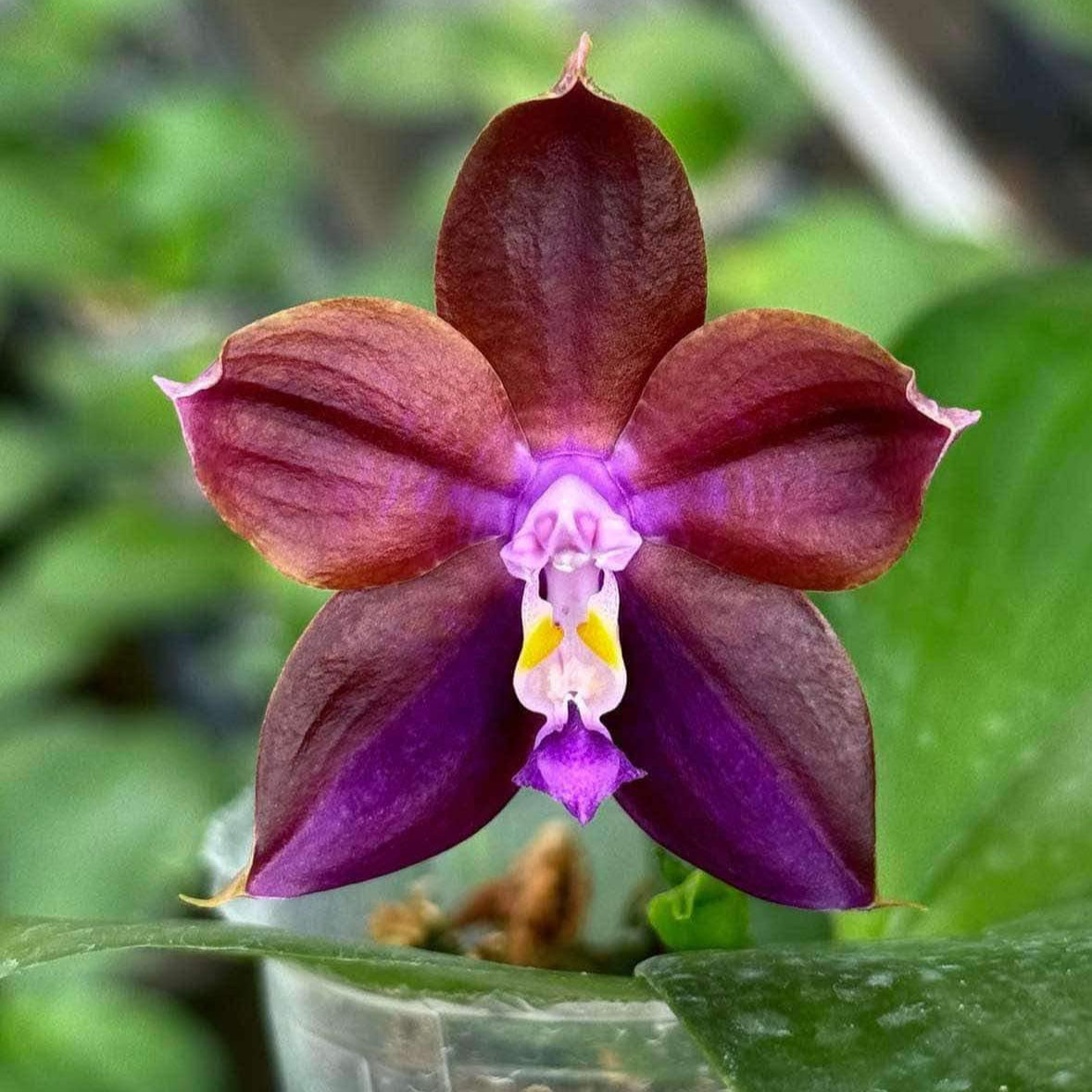 Phalaenopsis Mituo Obsidian 'Neptune'