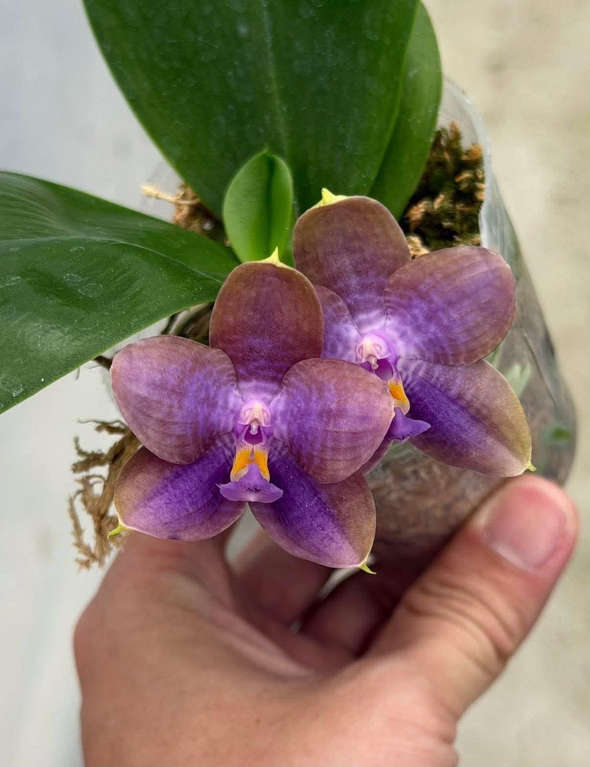 MCL212 Phalaenopsis Mituo 24 Solar Terms 'Blue Fox'