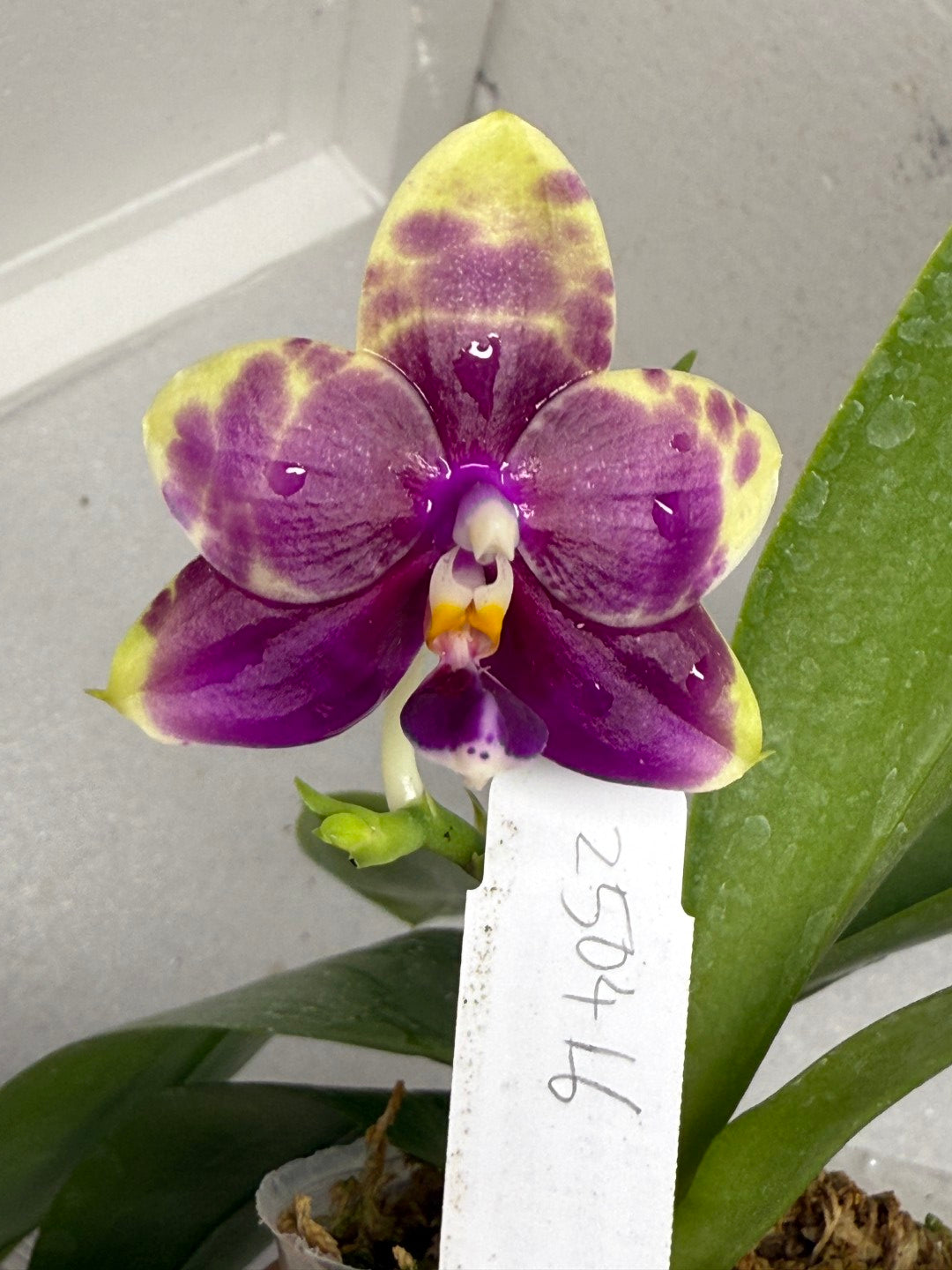 Phalaenopsis Mituo Purple Tiger 'Red Lotus' 250726 Flowering