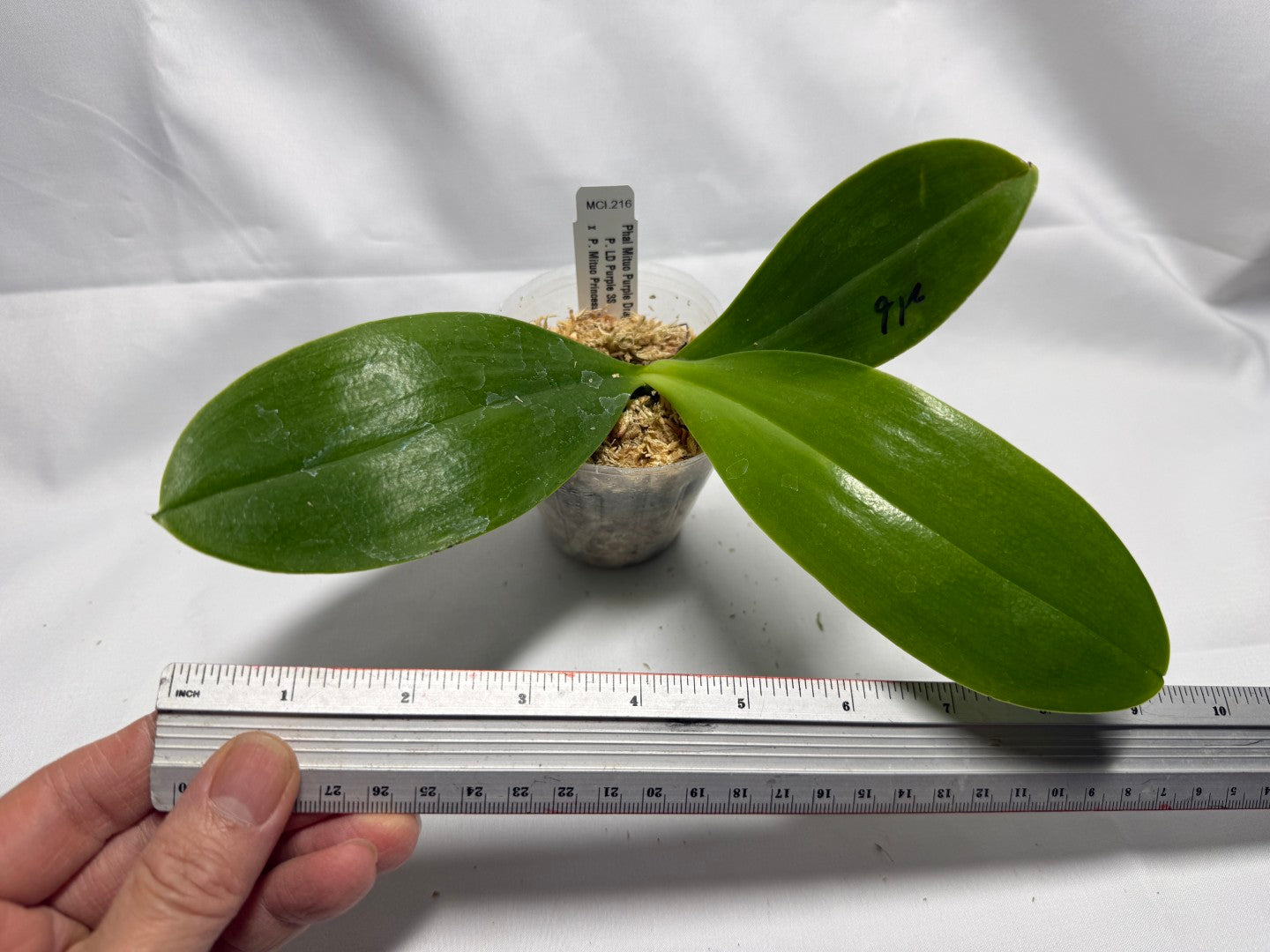 Phalaenopsis Mituo Purple Dragon 'Blue Bee'