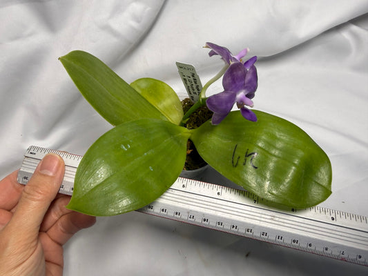 Phalaenopsis Mituo Purple Dragon 'Twilight' 260611 Flowering