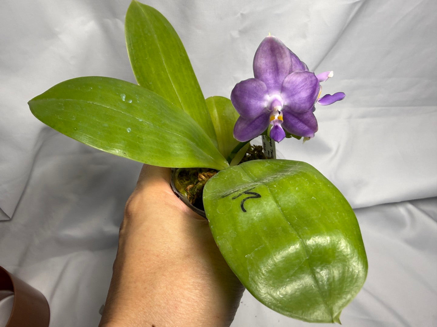 Phalaenopsis Mituo Purple Dragon 'Twilight' 260611 Flowering