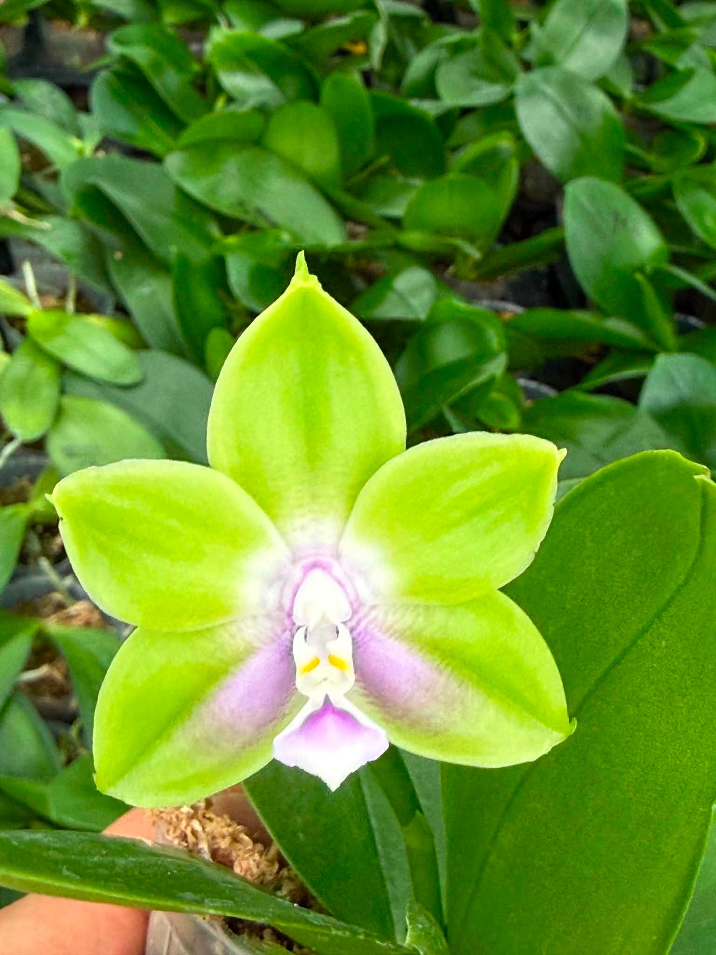 MCL226 Phalaenopsis Mituo Purple Star 'Turquoise'