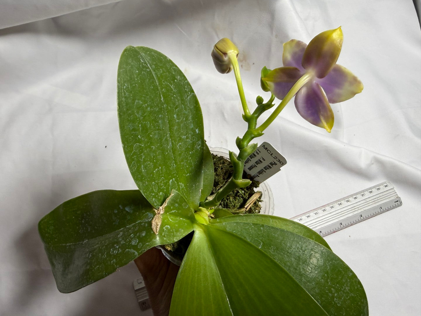 Phalaenopsis Mituo Golden Princess 'Purple Glow' 260713 Flowering