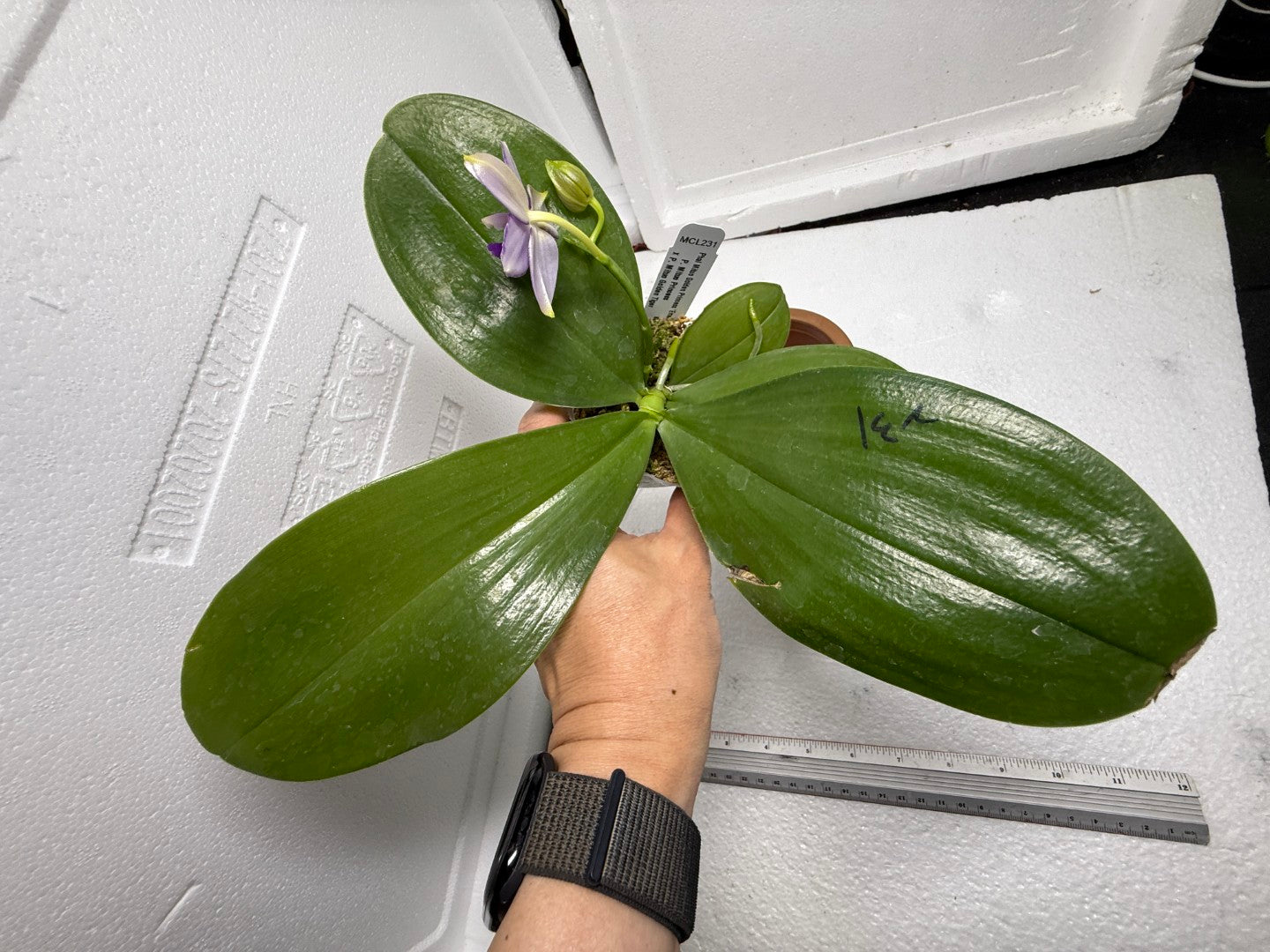 Phalaenopsis Mituo Golden Princess 'Emerald Cicada' 250825 Flowering