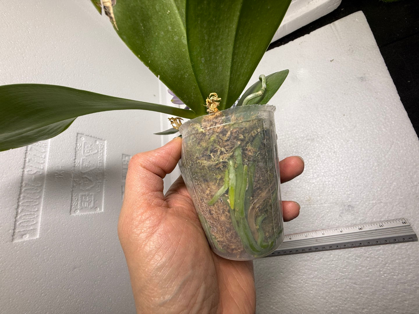 Phalaenopsis Mituo Golden Princess 'Emerald Cicada' 250825 Flowering