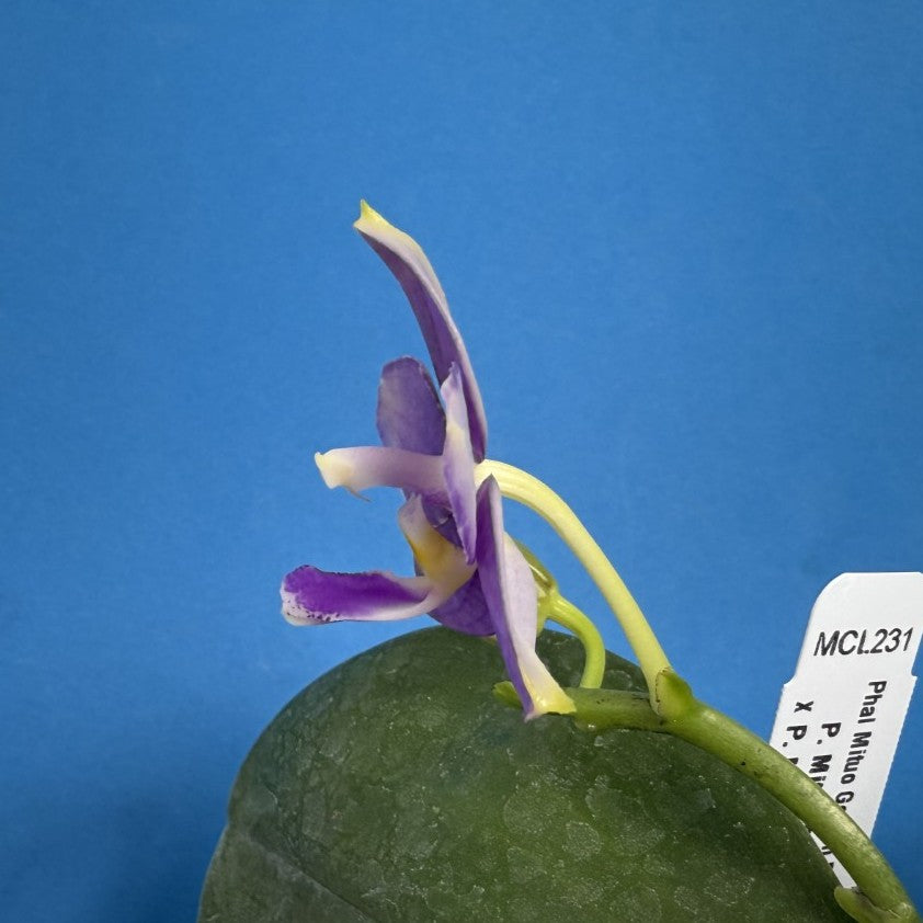 Phalaenopsis Mituo Golden Princess 'Emerald Cicada' 250825 Flowering
