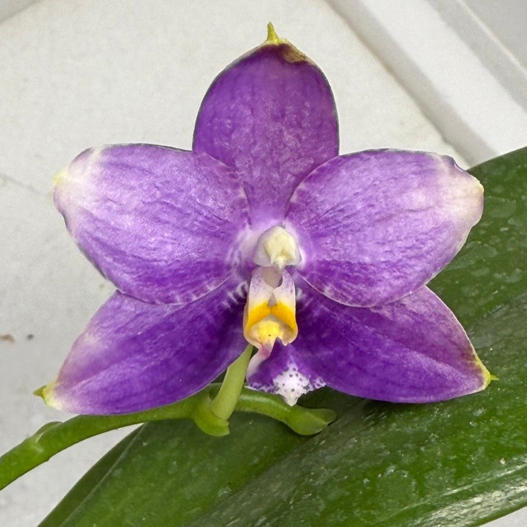 Phalaenopsis Mituo Golden Princess 'Emerald Cicada' 250829 Flowering