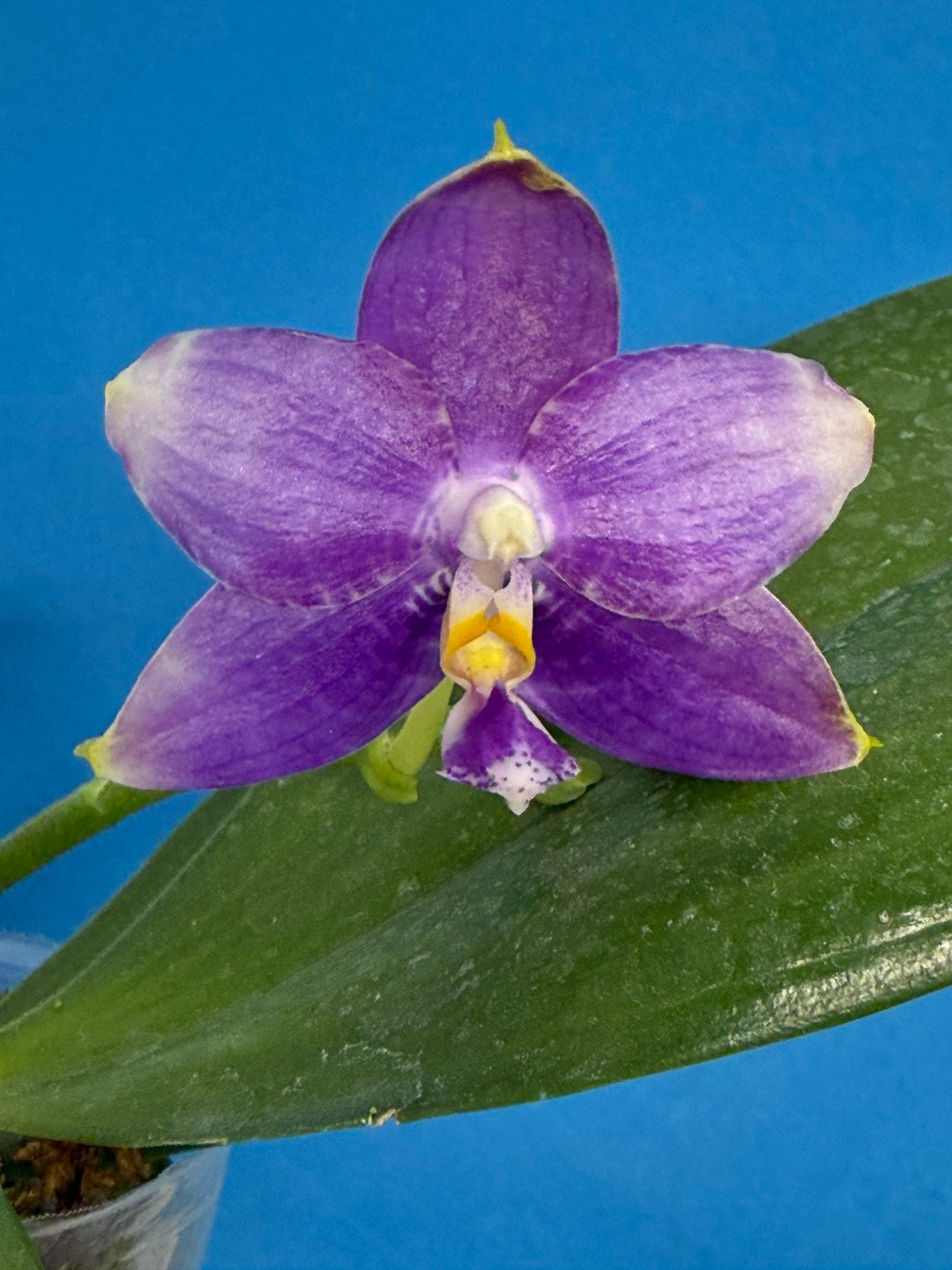Phalaenopsis Mituo Golden Princess 'Emerald Cicada' 250829 Flowering