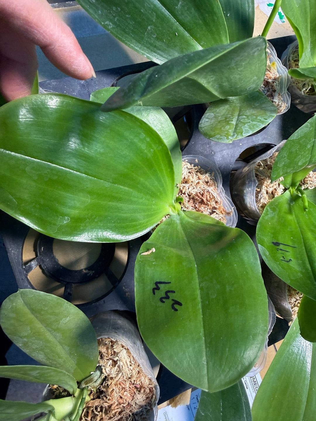 Phalaenopsis Mituo Special Princess 'Purple Copper'