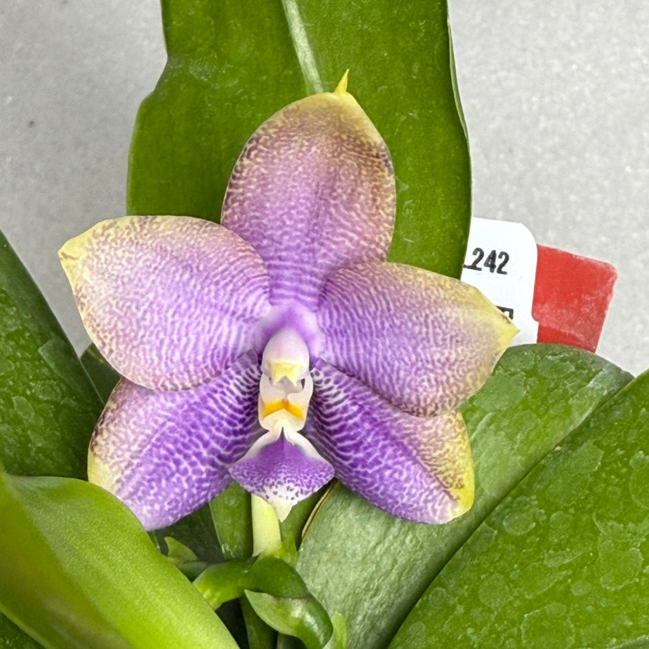 Phalaenopsis Mituo Hsien 'Maze' 迷魂陣 Spiking