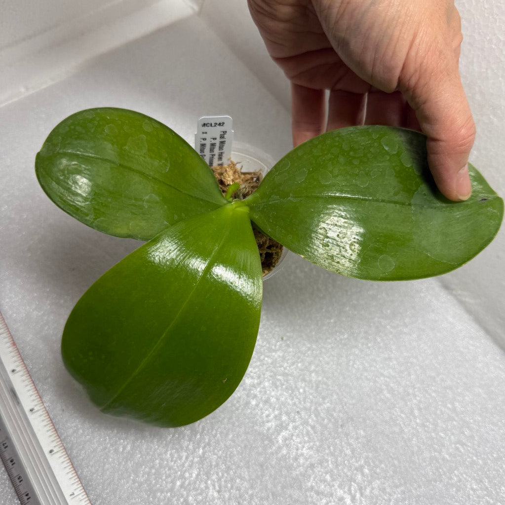 Phalaenopsis Mituo Hsien 'Maze' 迷魂陣 Spiking