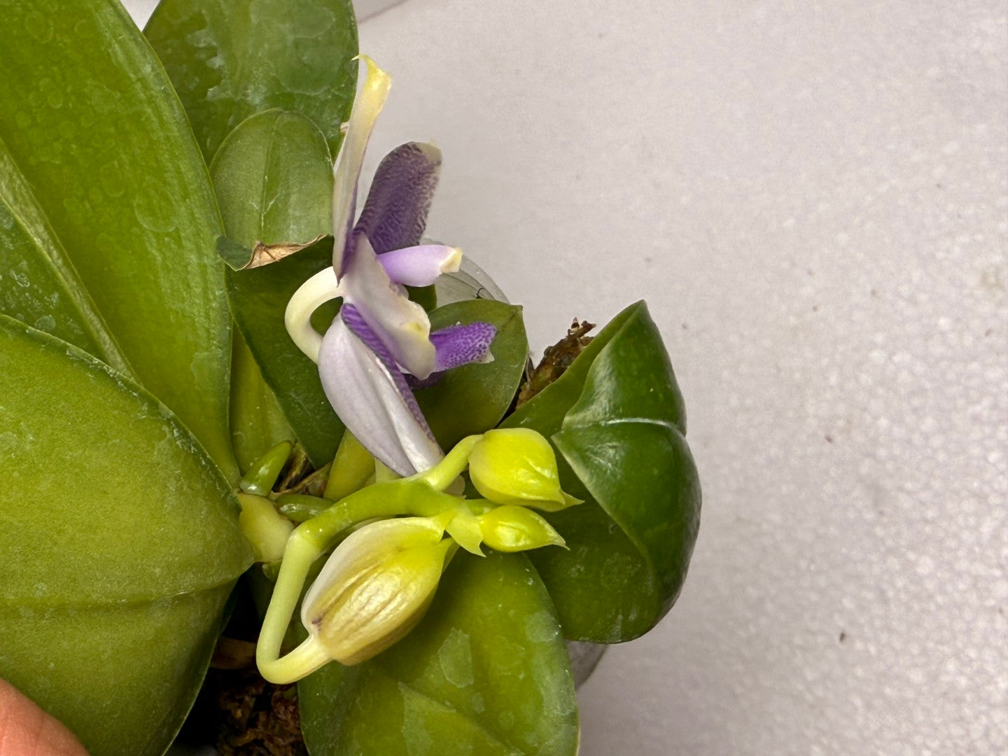 Phalaenopsis Mituo Hsien 'Maze' 250824 Flowering (Two basal keiki)