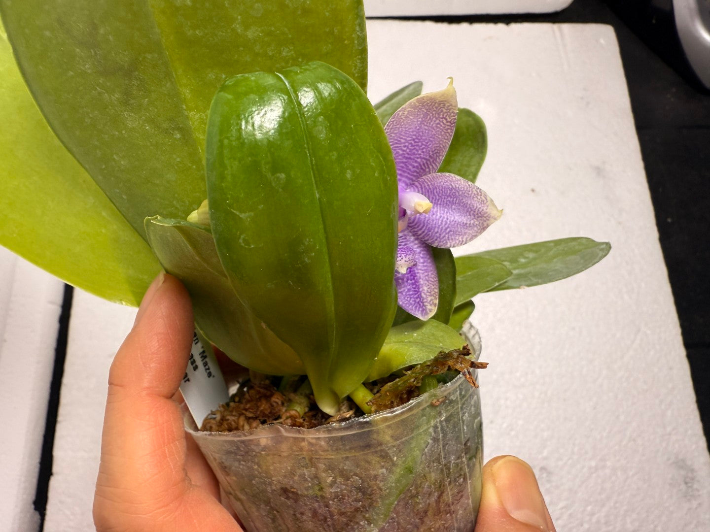 Phalaenopsis Mituo Hsien 'Maze' 250824 Flowering (Two basal keiki)