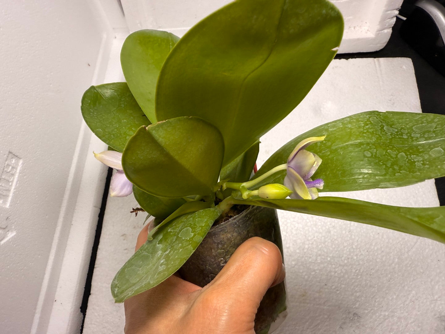 Phalaenopsis Mituo Hsien 'Maze' 250824 Flowering (Two basal keiki)