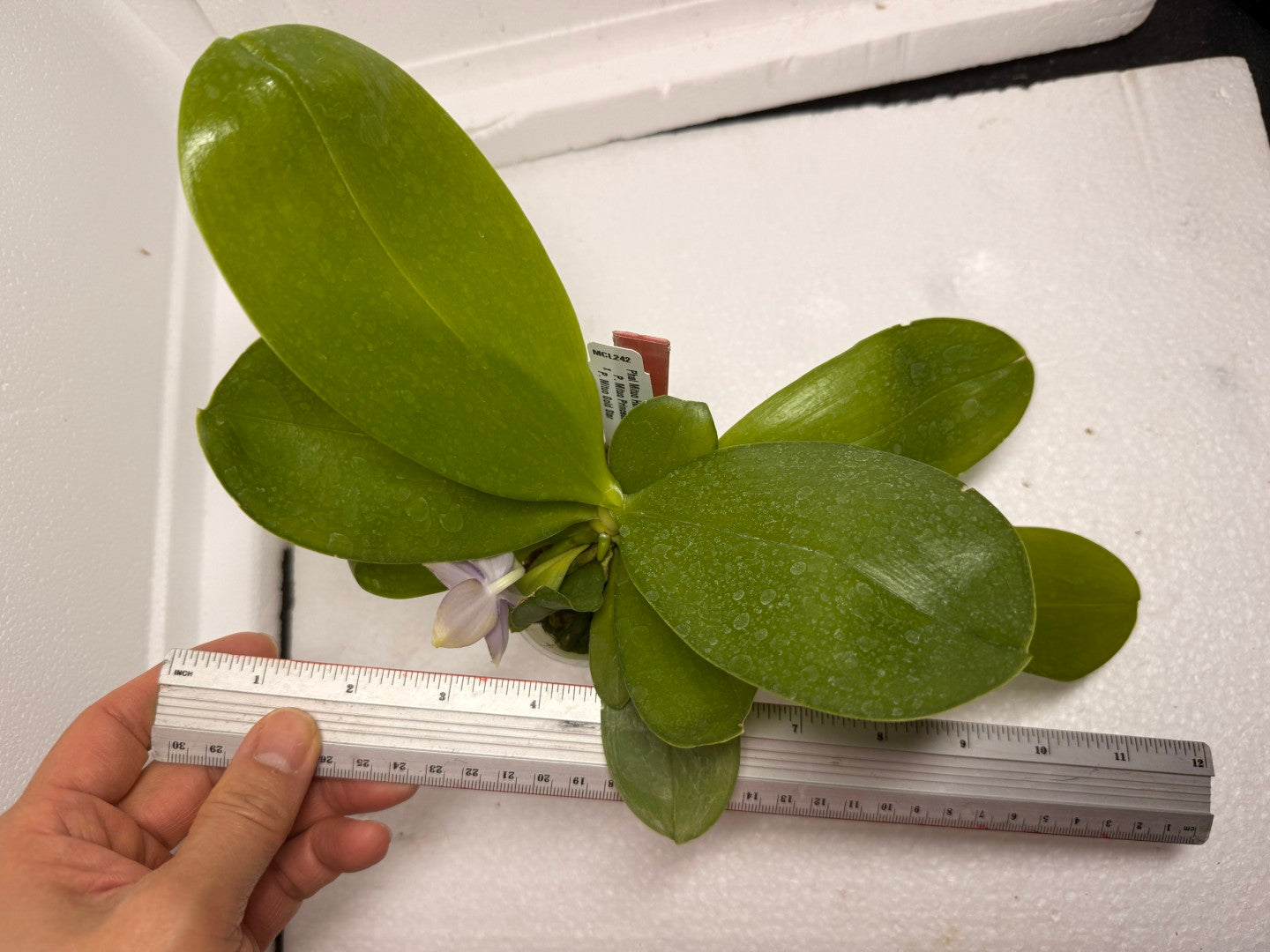 Phalaenopsis Mituo Hsien 'Maze' 250824 Flowering (Two basal keiki)