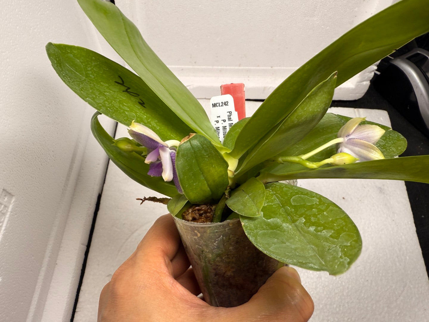 Phalaenopsis Mituo Hsien 'Maze' 250824 Flowering (Two basal keiki)