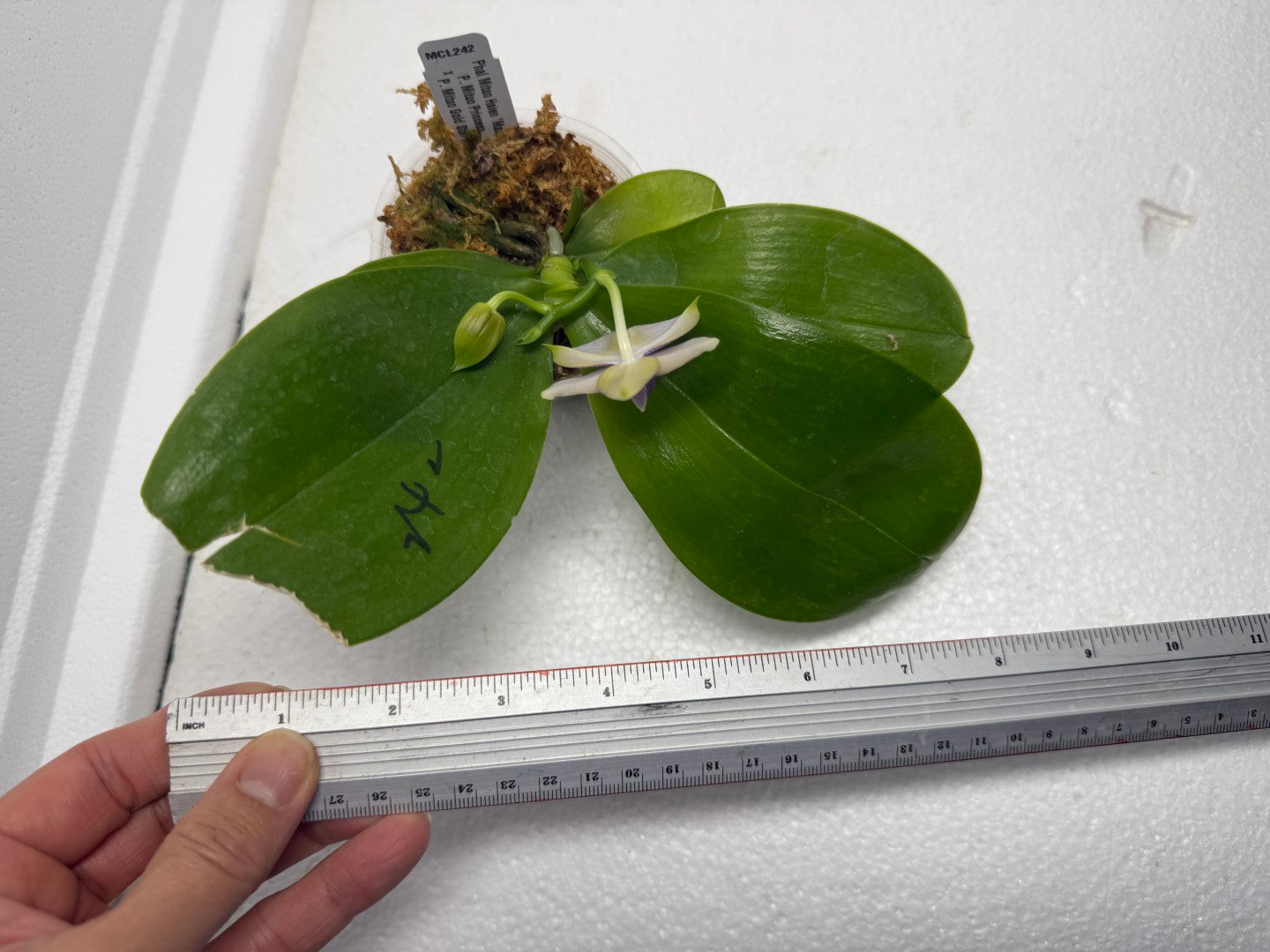 Phalaenopsis Mituo Hsien 'Maze' 250829 Flowering